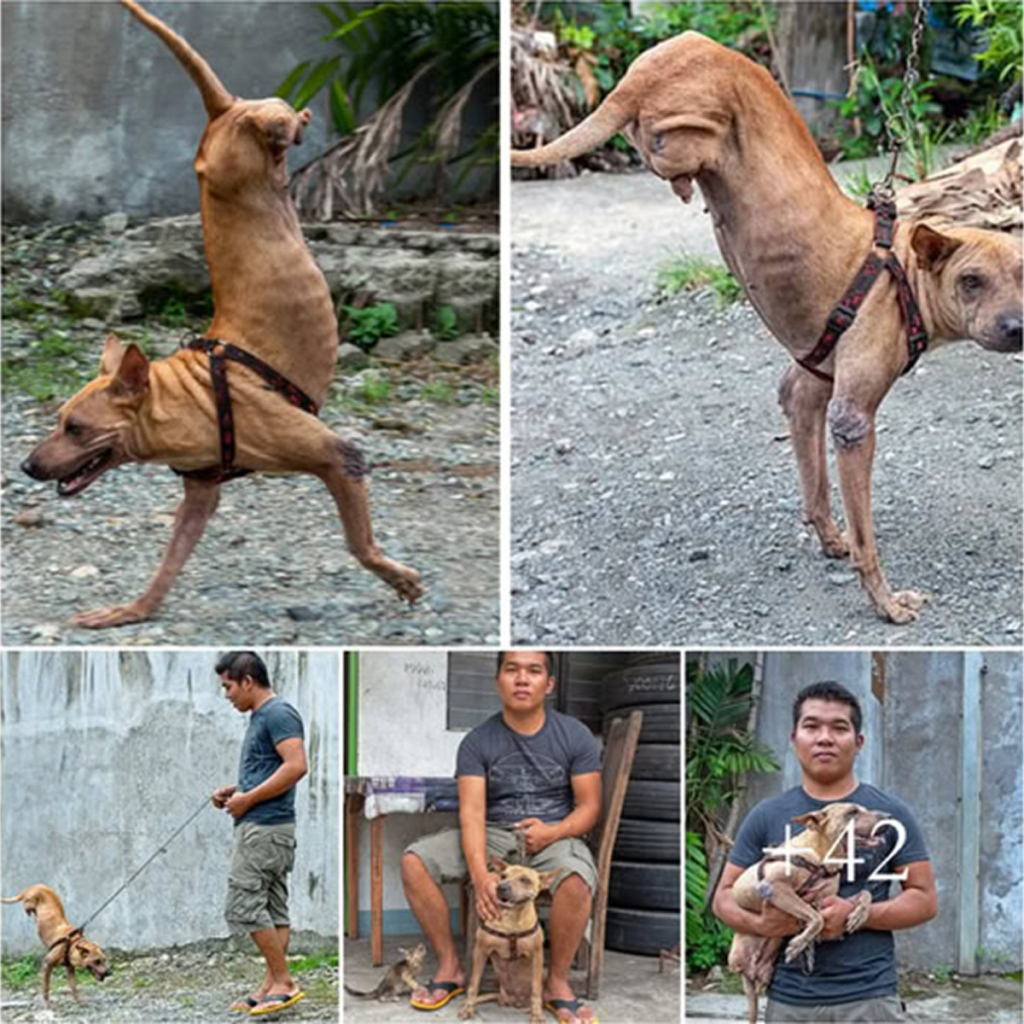With his owner’s steadfast support, a determined dog born without back legs learns to walk on his front ones, displaying remarkable resilience.dvh