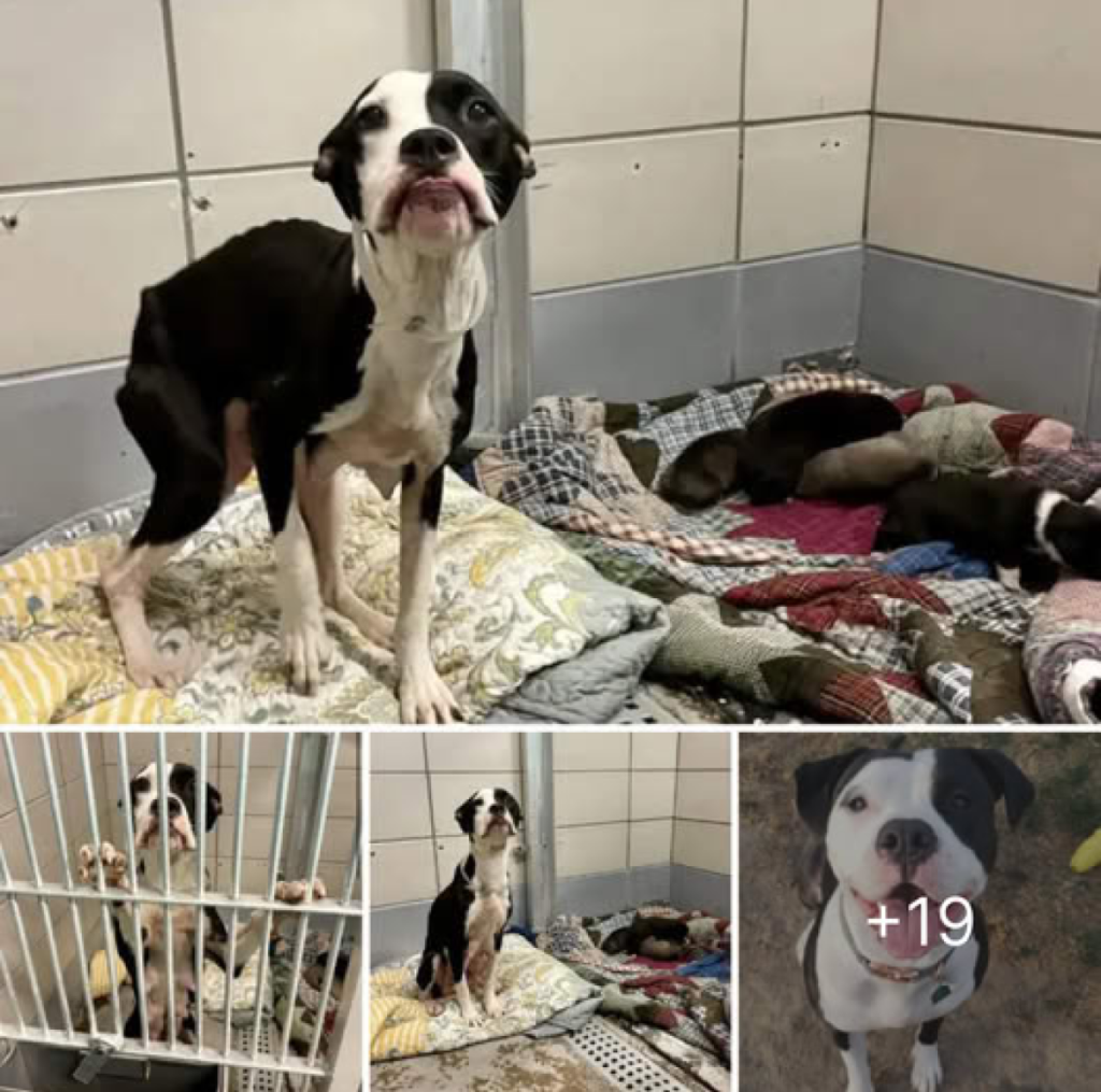 With only 30 minutes to spare, help arrived just in time! The mother dog’s fierce devotion to her six precious puppies was undeniable as the rescue team stepped in to save them -ltbl
