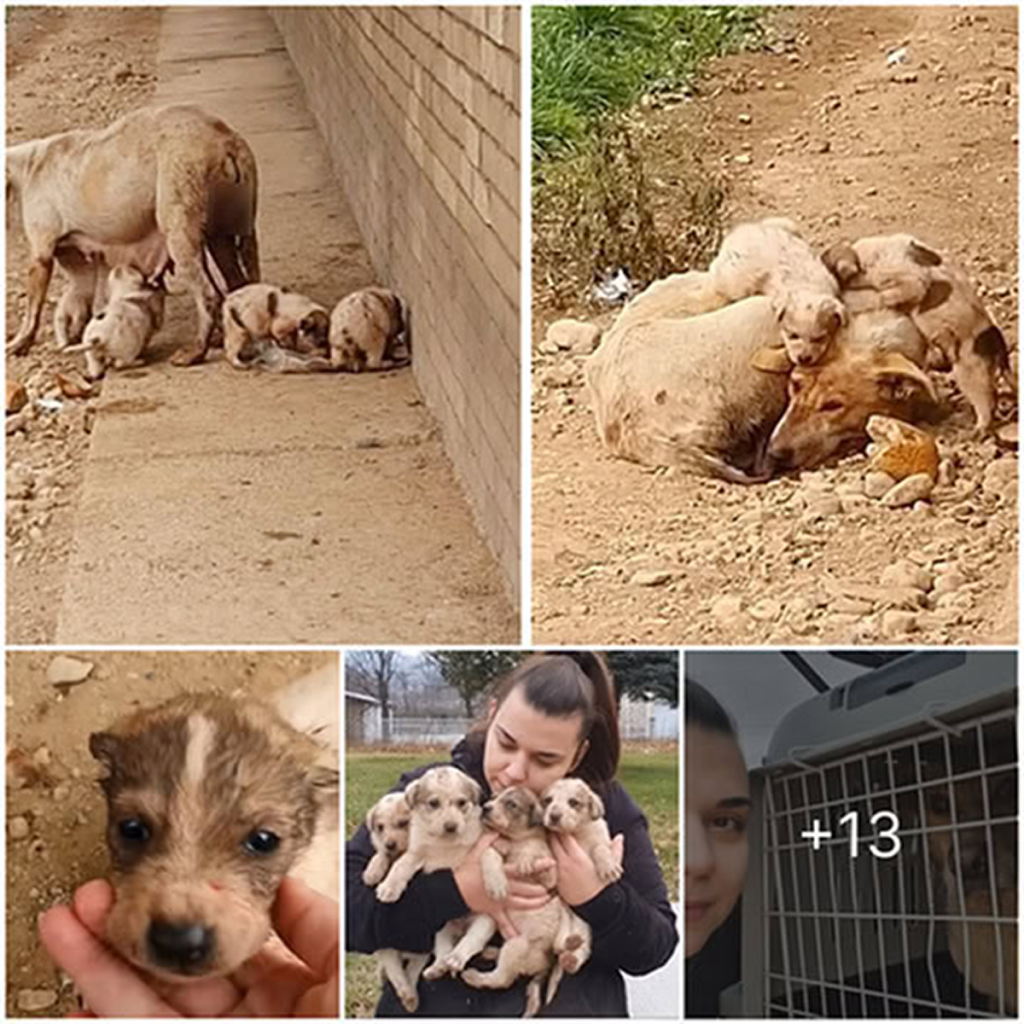 Ella endured relentless hardships, struggling to feed her puppies to survive until her strength faded—a true symbo.dvh