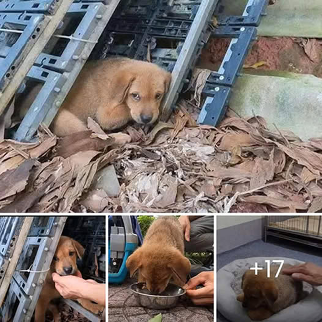A small, trembling dog longs for warmth and affection as it waits alone in a quiet corner, hoping someone will come to its rescue.dvh