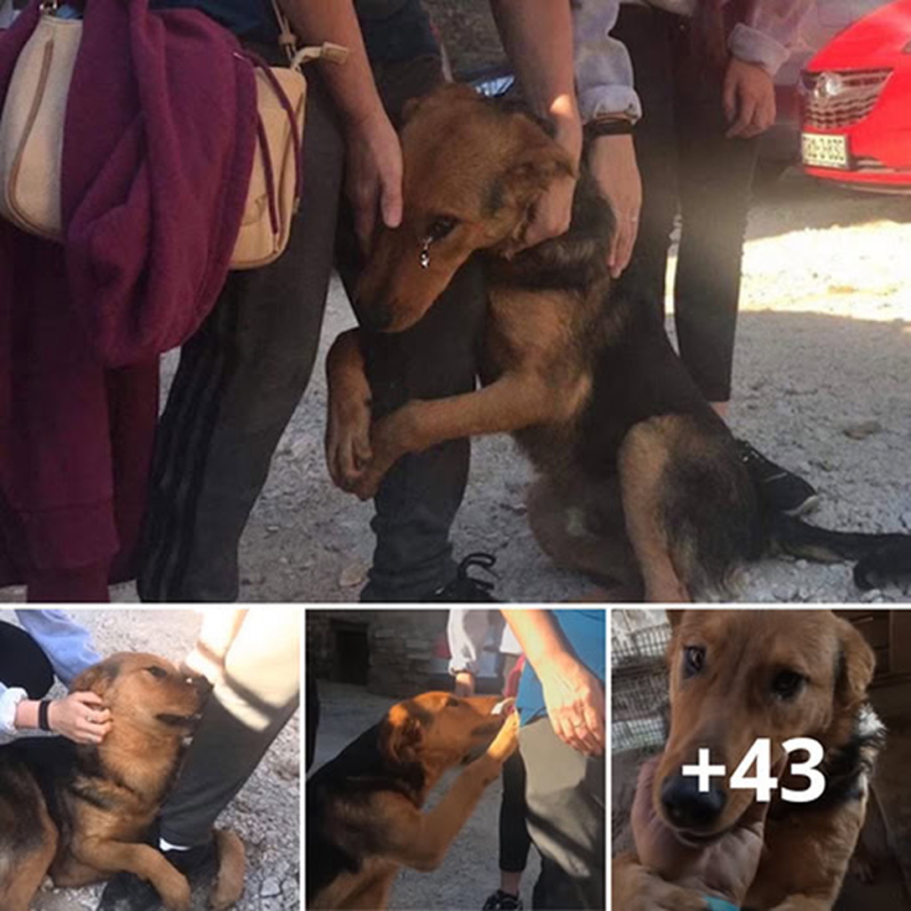 The abandoned dog gazed at every passerby with hopeful, pleading eyes, silently yearning for love and praying not to be left alone on the desolate street.dvh