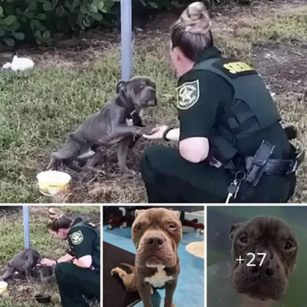 A deeply moving moment—an abandoned dog, tied to a post in an empty field, cried out desperately for help. After being rescued by police, it lowered its head in gratitude, touching the hearts of everyone who witnessed i.dvh
