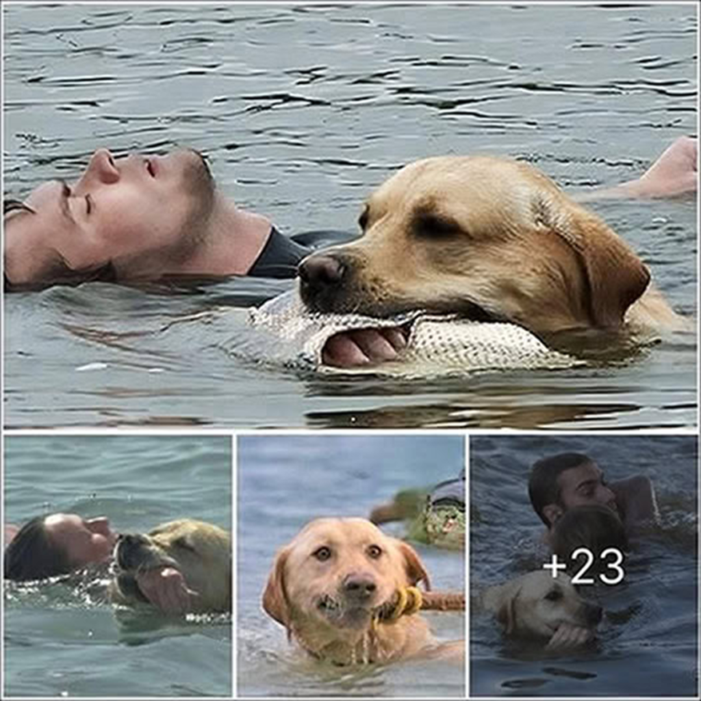 Without a second thought, a brave dog plunged into the swift, icy waters, pulling its drowning owner to safety—and was hailed as a true local hero ‎.dvh