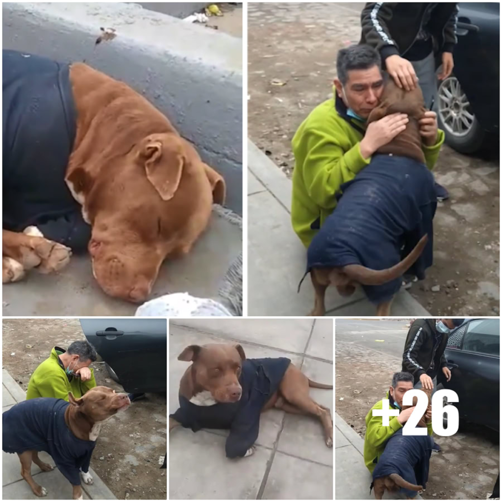 A Family Embraces Their Lost Puppy After 5 Long Months Surviving Alone on the Streets-pvth