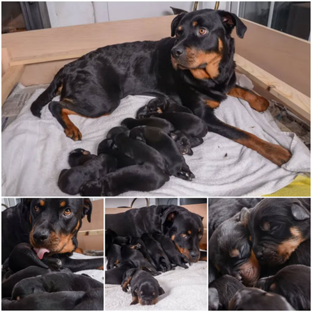 A Heartwarming Miracle – UK Mother Dog Delivers 15 Adorable Puppies, Captivating the Entire Nation! -dtht