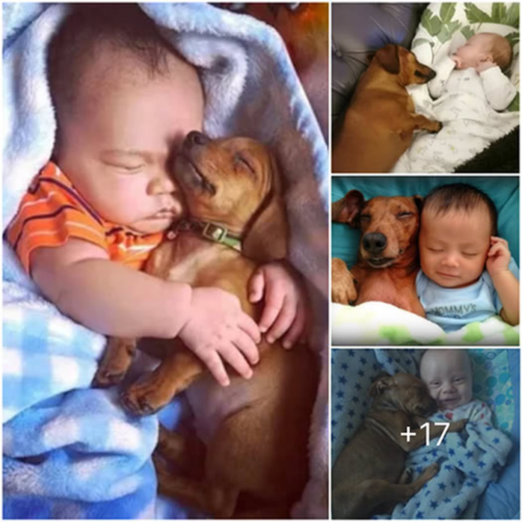 A Heartwarming Story of a Bond That Can’t Be Broken.dvh