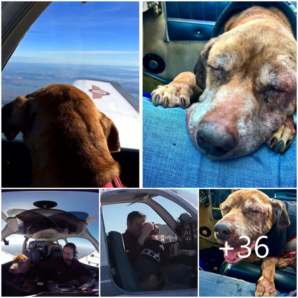 A Kind-Hearted Pilot Flies a Rescue Dog 400 Miles, Giving Her the Precious Gift of Love and Comfort in Her Final Days With a Forever Family-pvth