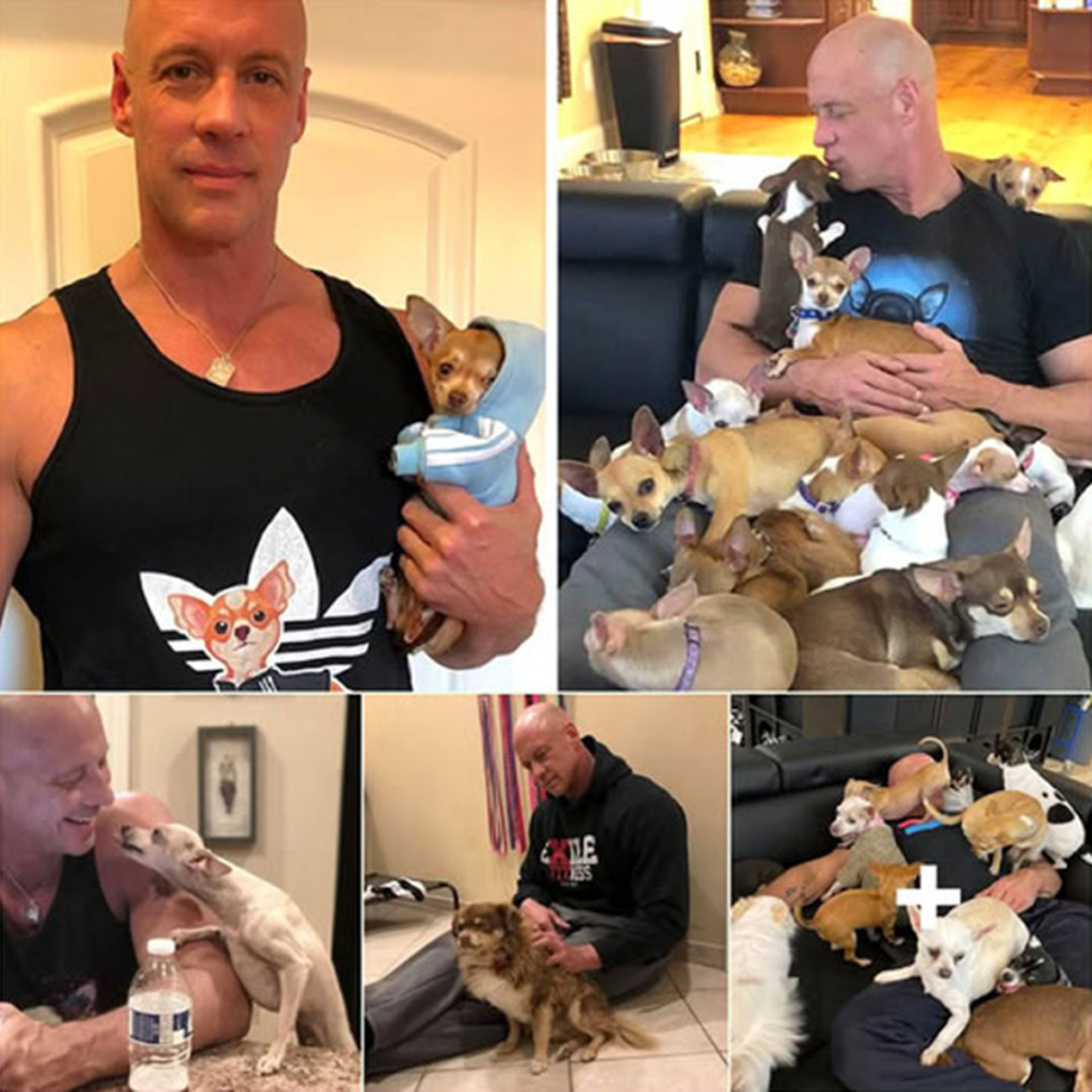 A Man Transformed by a Tiny Chihuahua Now Champions the Lives of Abandoned Small Dogs-pvth