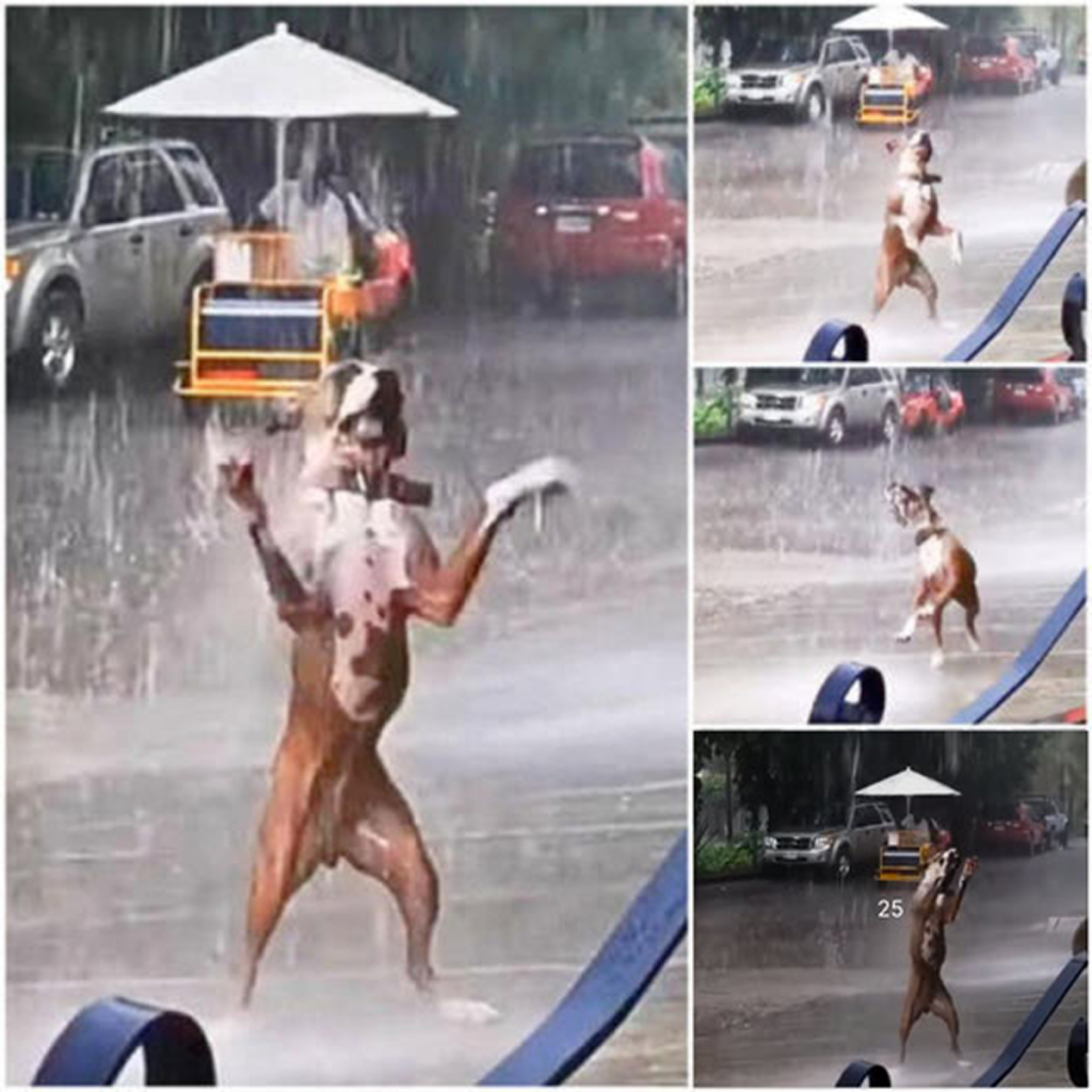 A Puppy’s Innocent Delight in the Rain: Enduring Wisdom for Our Digital World. -dtht