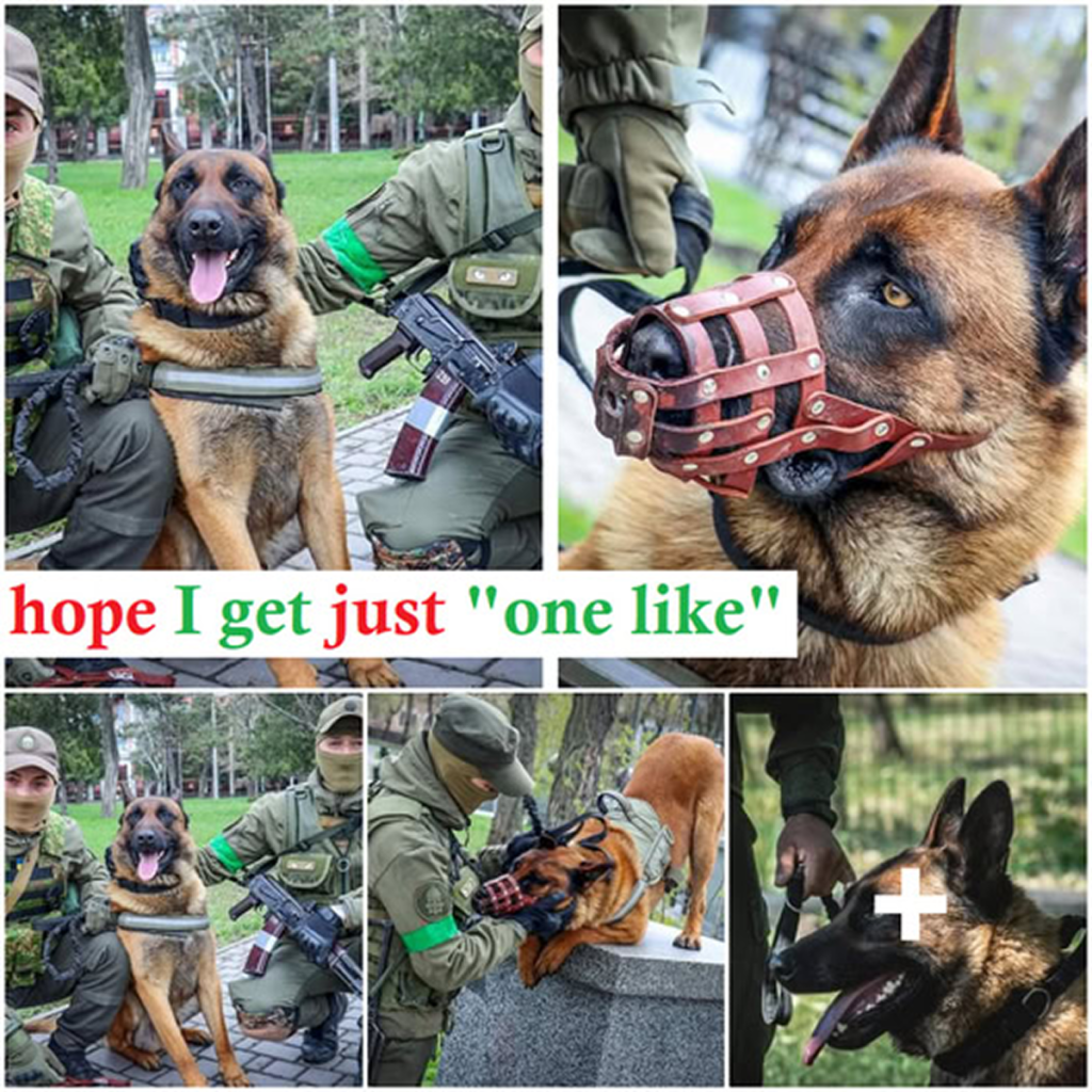 A Russian war dog, abandoned in the field, changes allegiance after being rescued by Ukrainian troops -ltbl