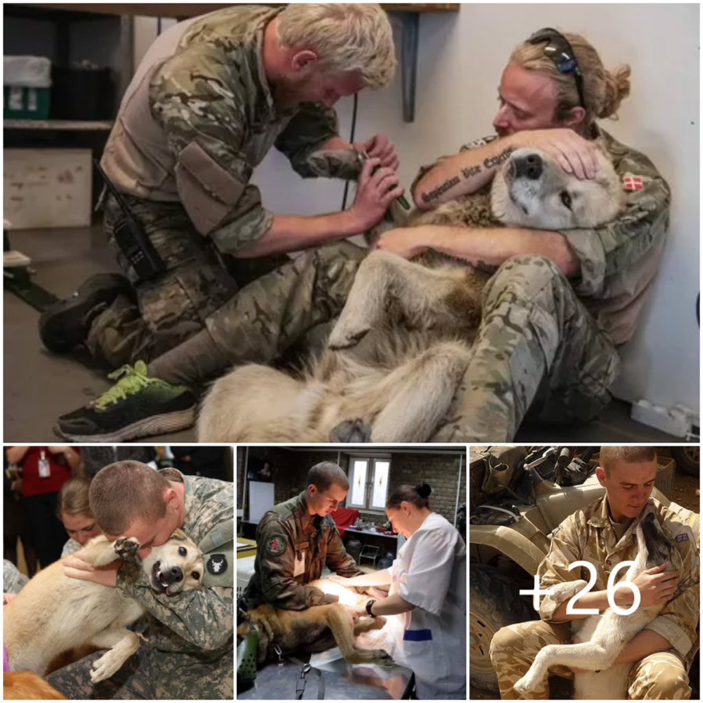 A Soldier’s Gentle Touch Heals the Wounds of a Loyal Canine Companion-pvth