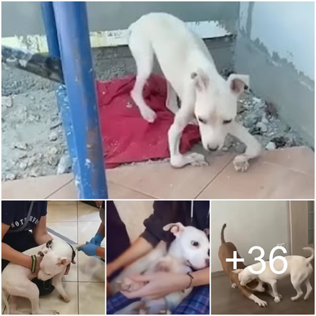 A Stray Dog’s Inspiring Path Home Despite a Twisted Leg and a Hard Life.dvh