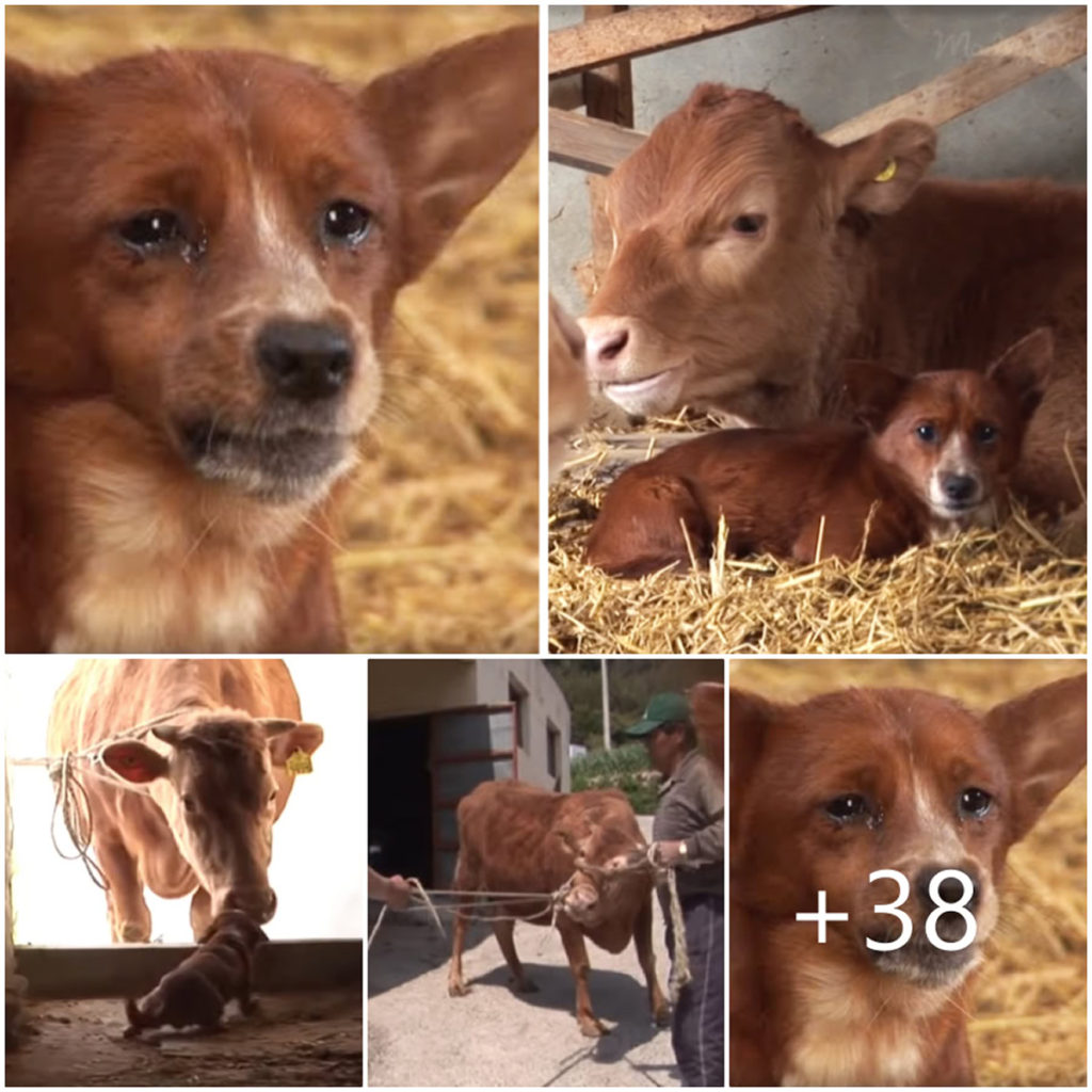 A Tearful Puppy Reunites With Its Adoptive Cow Mother, Creating a Heartwarming Moment of Unlikely Love and Pure Joy-pvth
