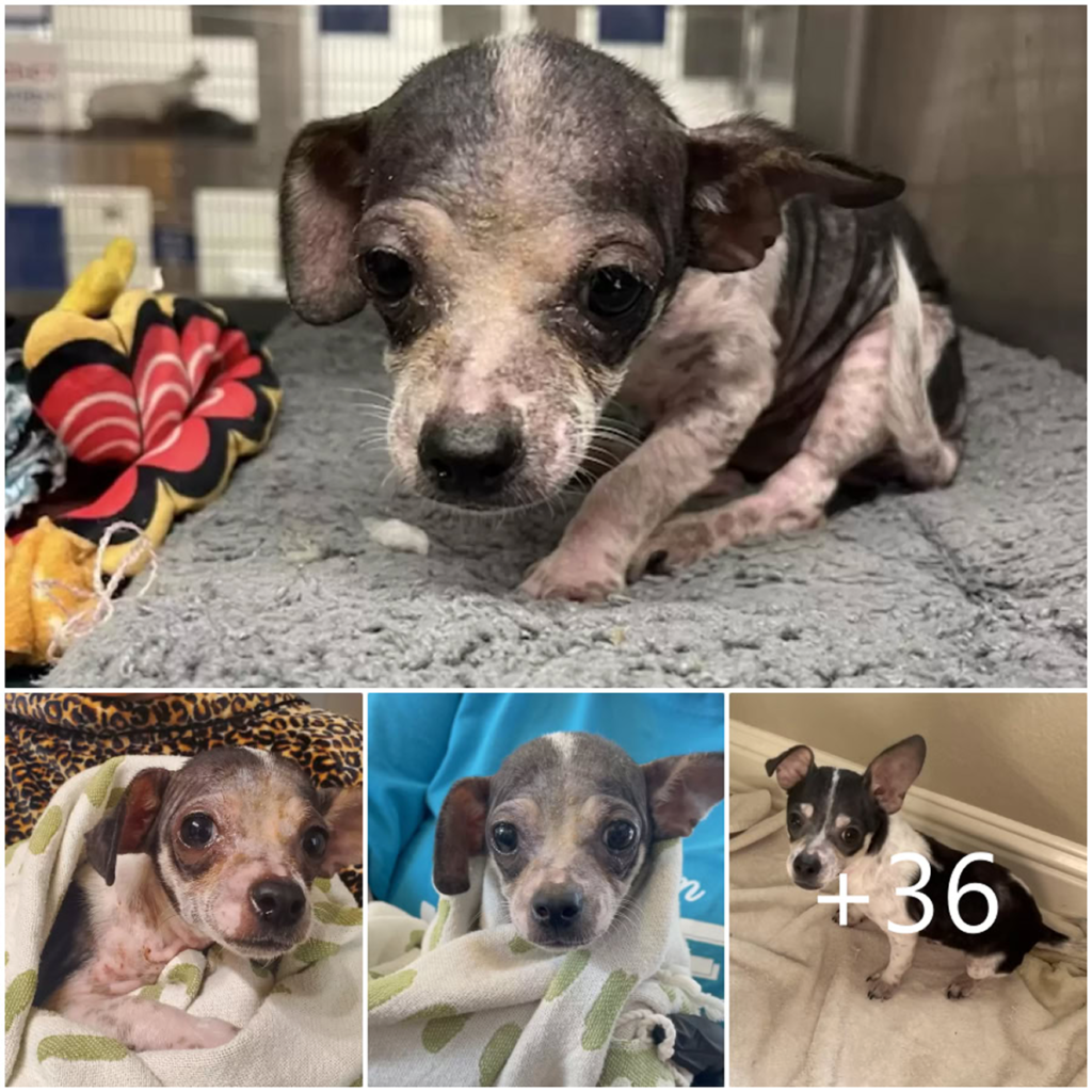 A Tiny Shelter Pup Becomes Unrecognizable After Just Weeks of Tender Love and Care-pvth