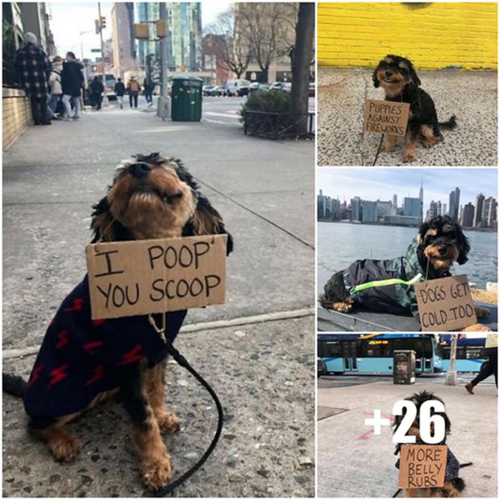 A beloved dog steps into the role of educator, gently teaching valuable lessons about responsible pet ownership to a caring and engaged crowd -ltbl
