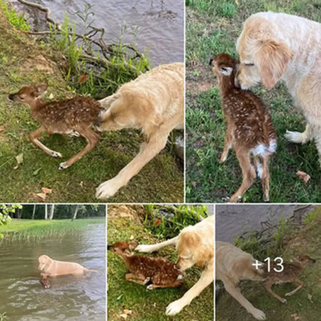A brave Golden Doodle rescues a fawn from drowning in a lake, showcasing remarkable courage and kindness.dvh