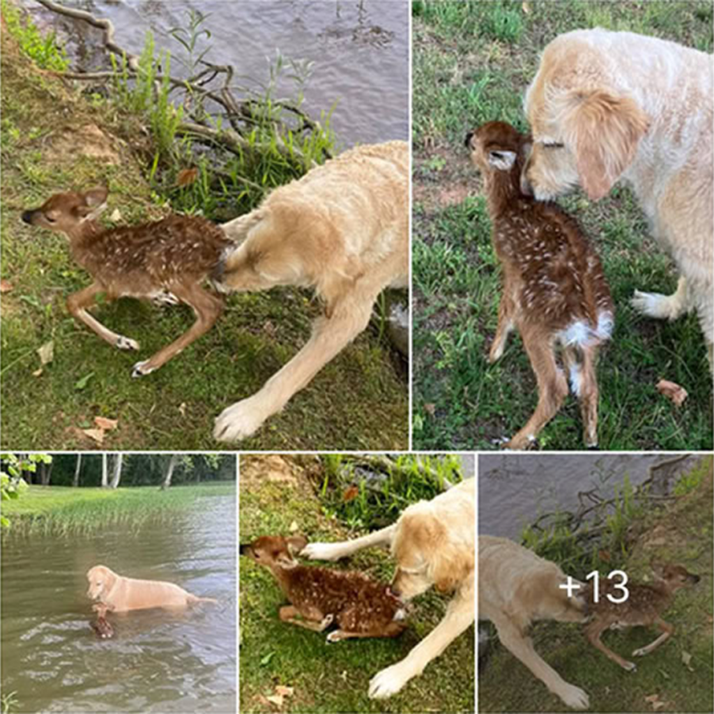A brave Golden Doodle rescues a young deer from drowning in a lake, showing remarkable courage and kindness. -dtht