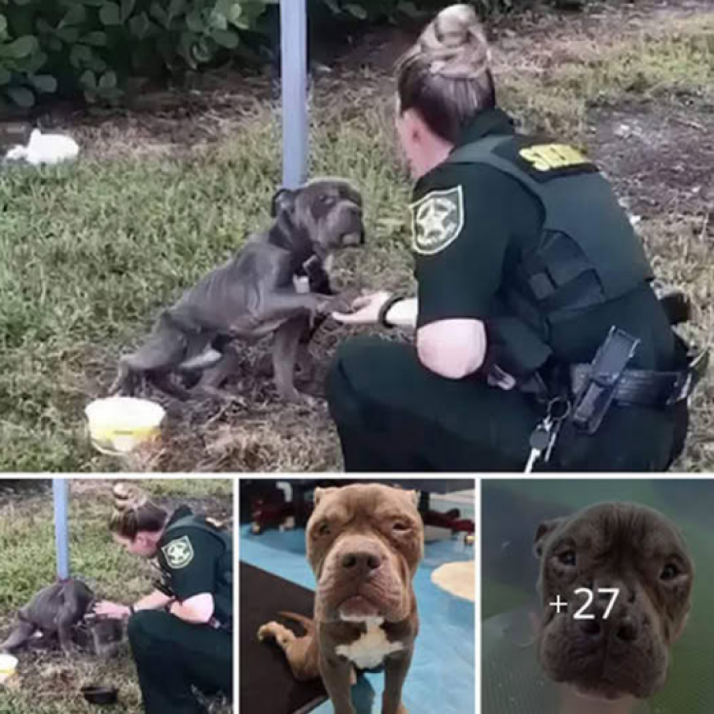 A deeply moving moment—an abandoned dog, tied to a post in an empty field, cried out desperately for help. After being rescued by police, it lowered its head in gratitude, touching the hearts of everyone who witnessed i -ltbl