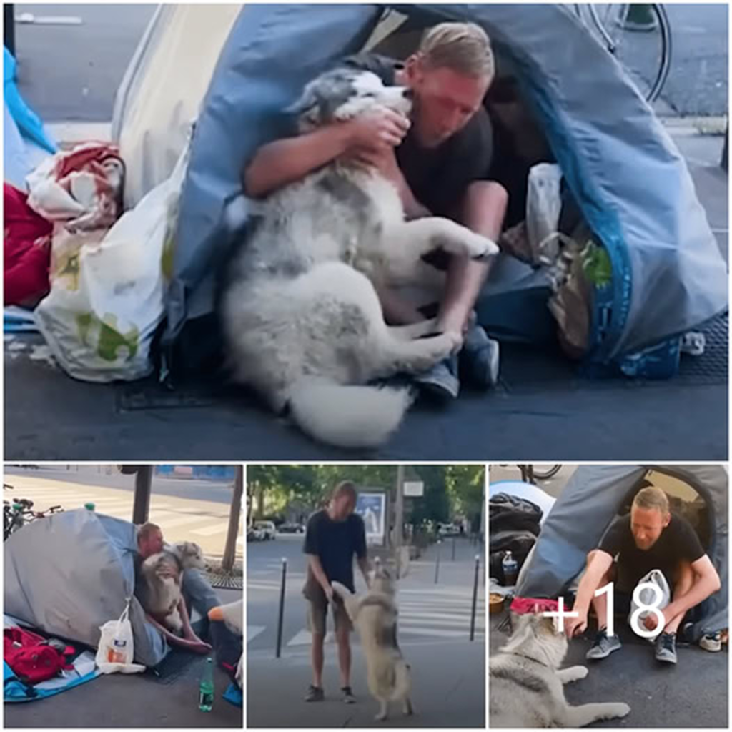 A dog born missing parts of his brain defies euthanasia and now brings joy to everyone as the “happiest dog alive.” -ltbl