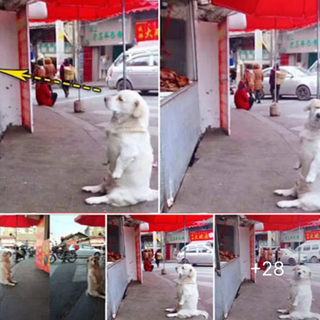 A dog melts hearts as he patiently waits beside a food stall for a piece of fried chicken, winning over netizens with his quiet charm -ltbl