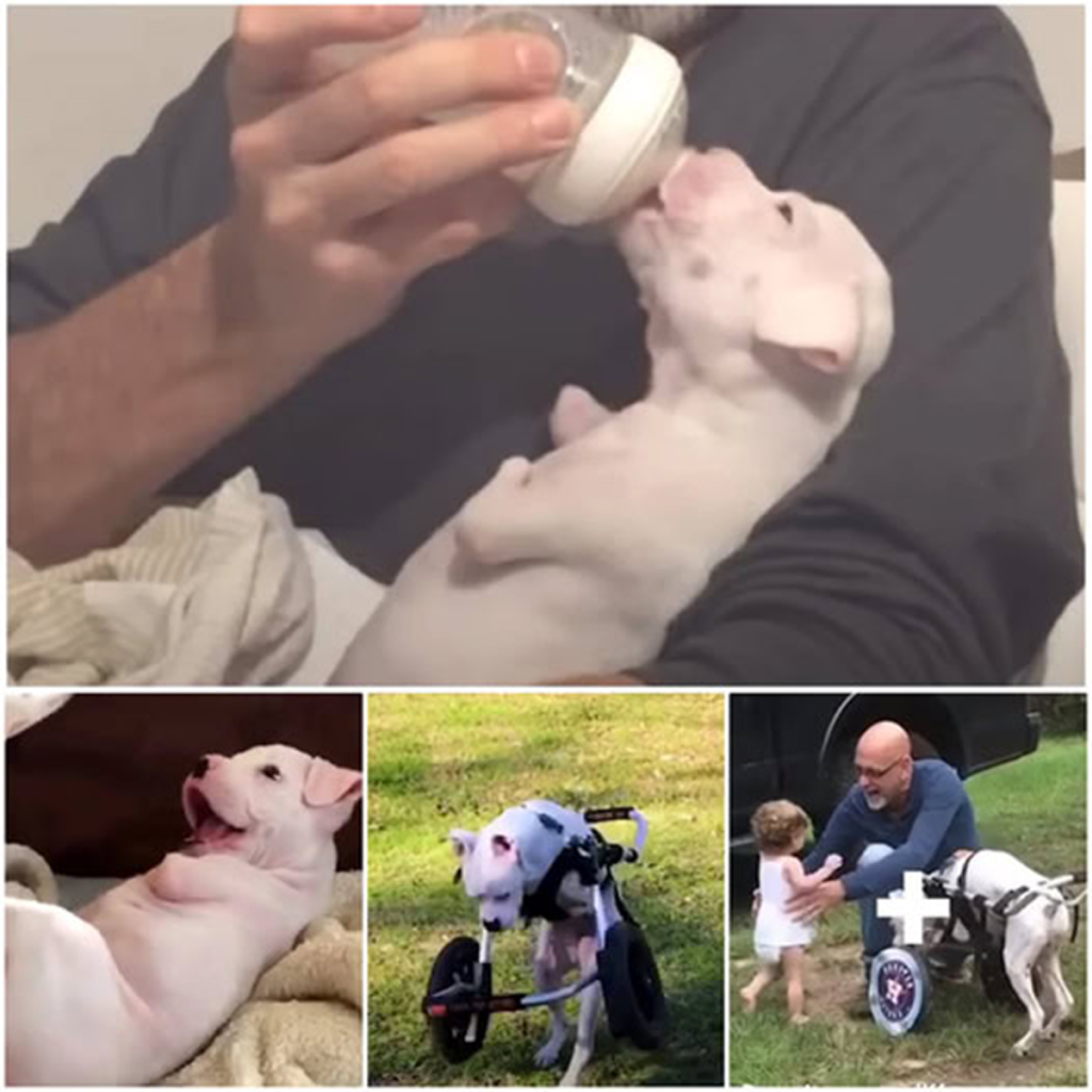 A dog with only two legs is overwhelmed with emotion as he gently greets his sweet foster puppies for the very first time. -dtht