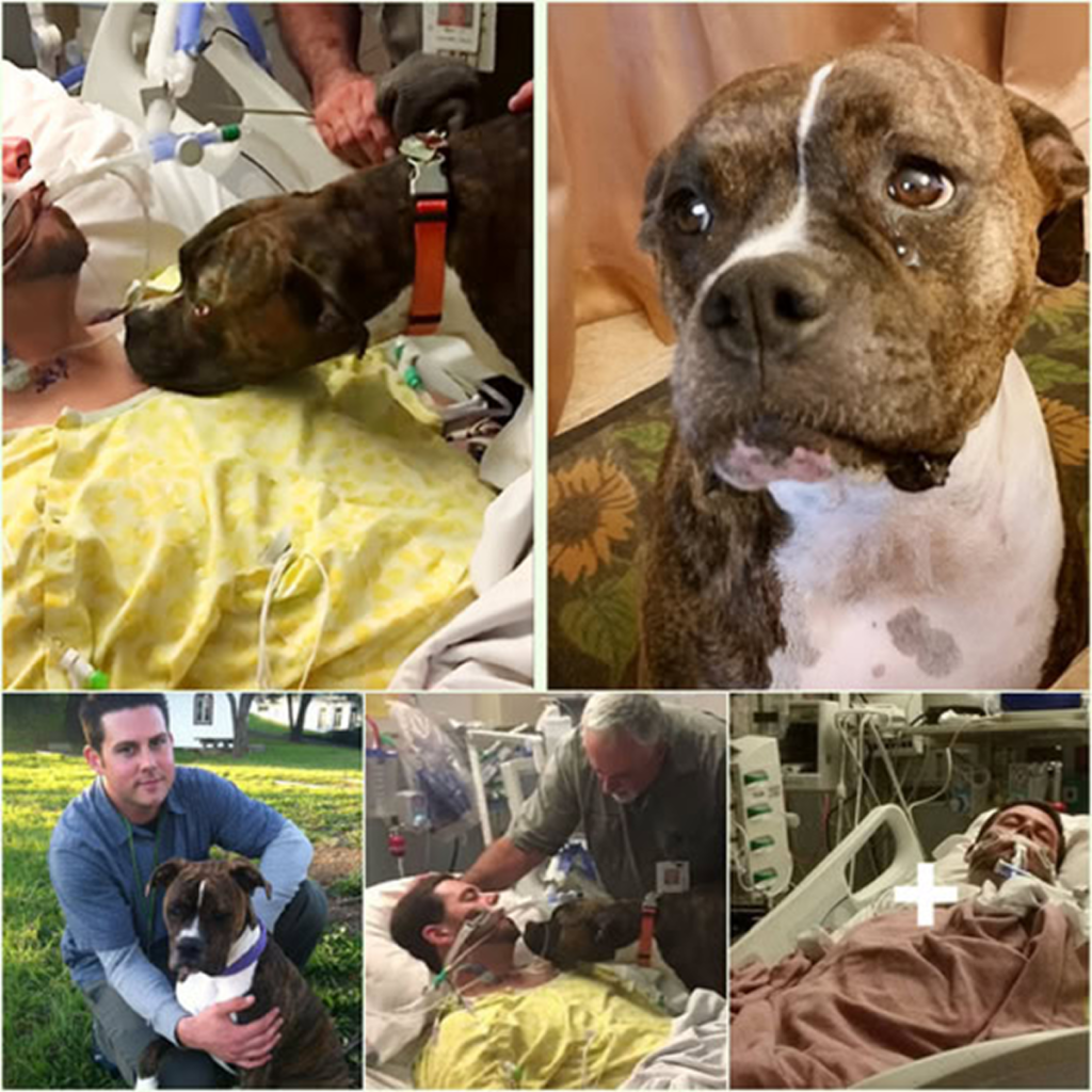 A faithful dog spends a final touching moment with its owner, leaving a lasting imprint on the heart.dvh