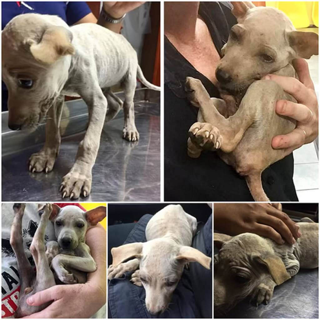 A frightened, lonely stray puppy holds onto his rescuer, yearning for warmth and reassurance -ltbl