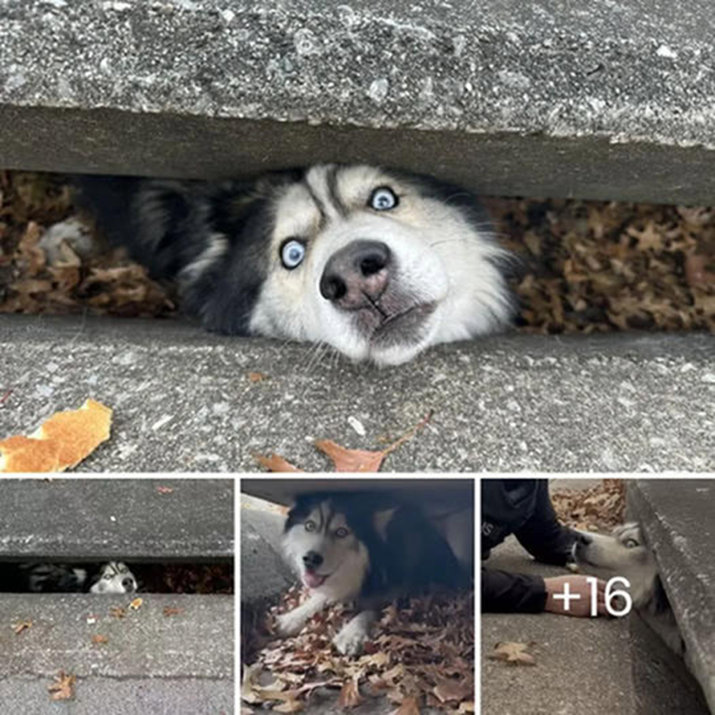 A hairy head emerges from the sewer, prompting a rescue mission.dvh