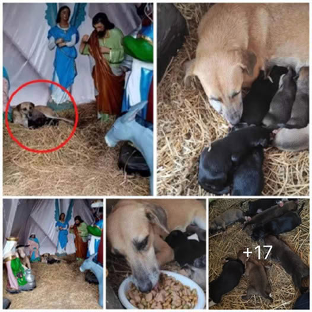 A homeless dog takes refuge in a Christmas display and gives birth to seven adorable puppies, bringing unexpected warmth to the holiday season -ltbl