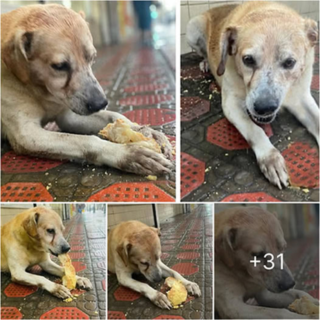 A hungry homeless dog waits patiently in front of a locked bakery, not knowing it will remain shut forever. -dtht