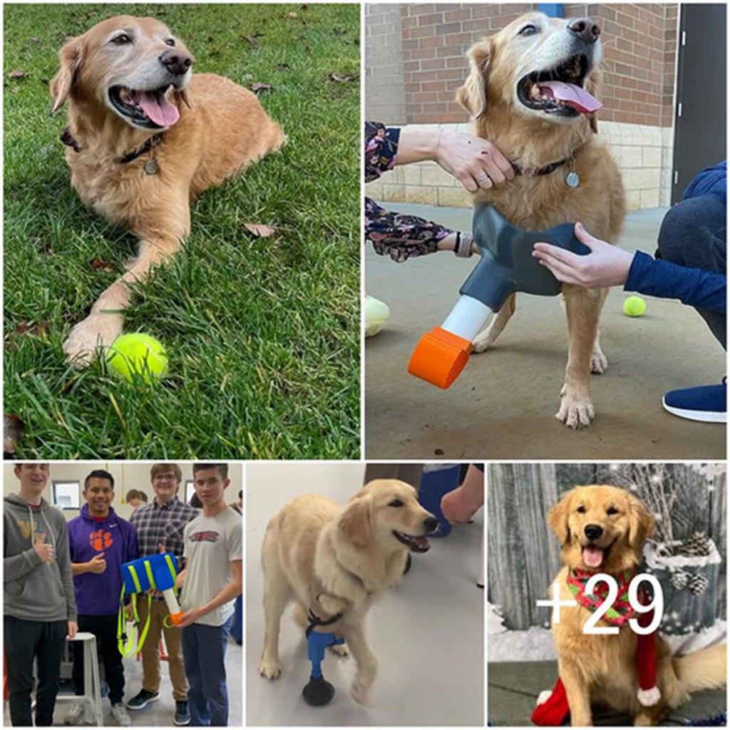 A kind-hearted team of students created a special prosthetic leg for their teacher’s disabled Golden Retriever, highlighting their creativity and compassion. -dtht