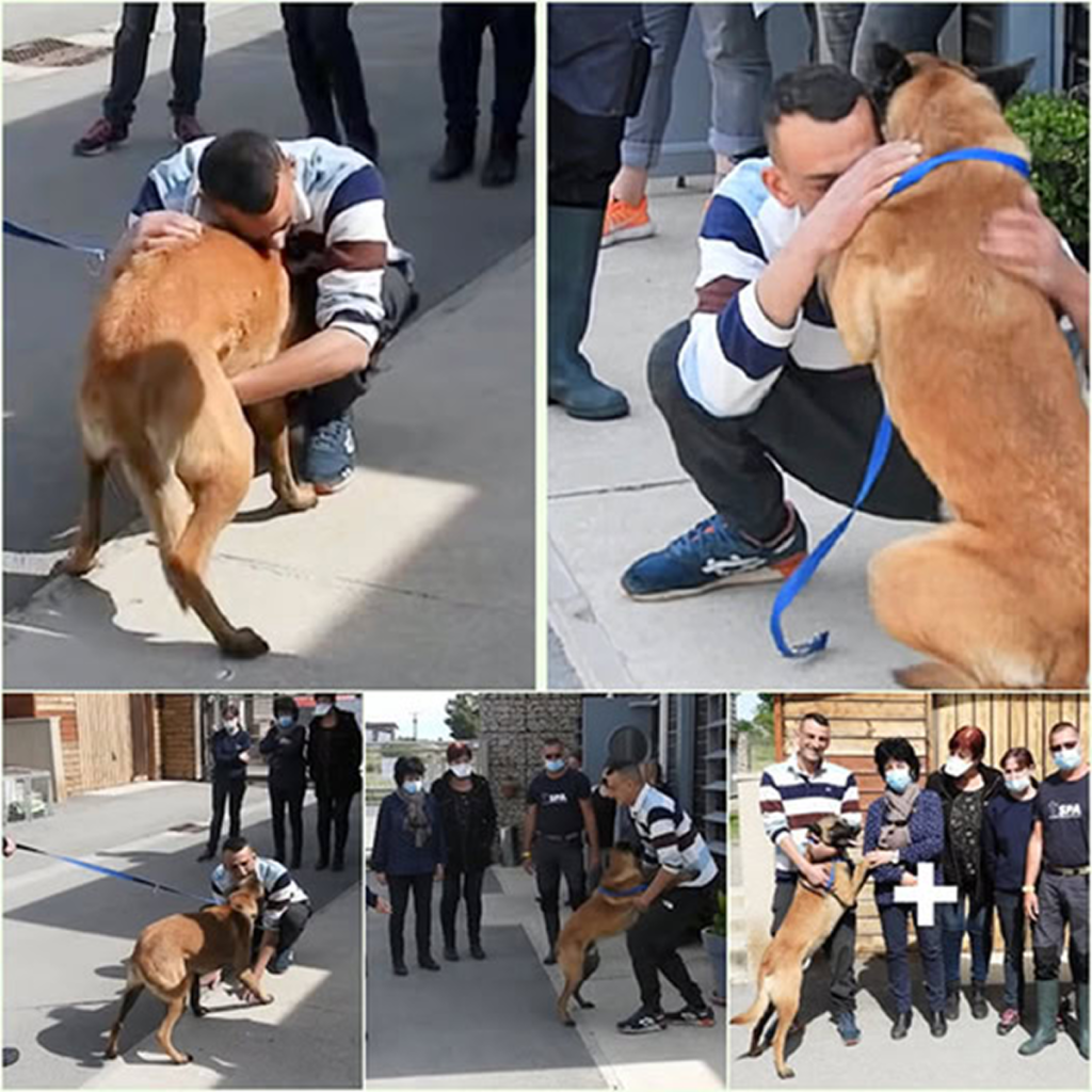 A loving dog owner journeys 310 miles to reunite with his stolen pet, showing that true devotion has no limits.dvh