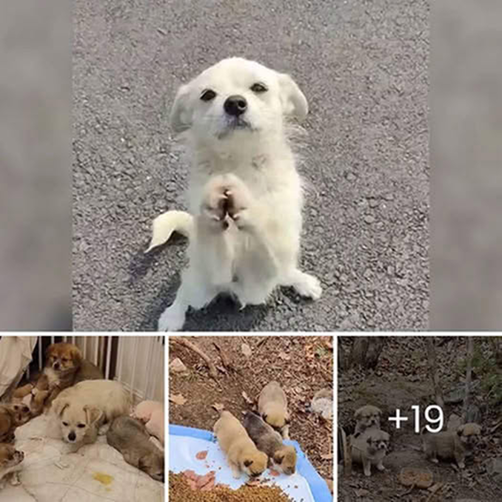A mother dog touched hearts by halting traffic to beg for food for her puppies. dvh