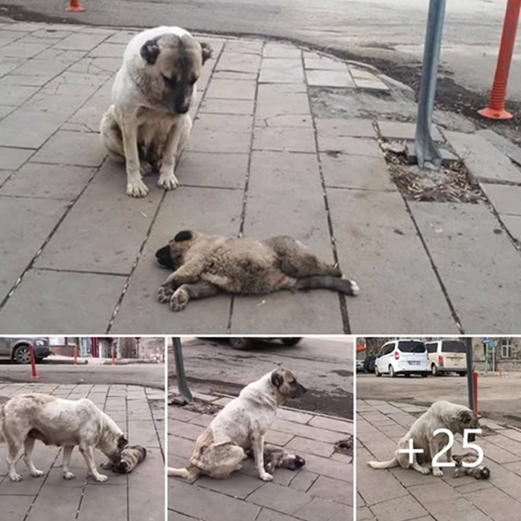 A mother dog's unwavering love shines through as she chases the vehicle carrying her rescued puppies, touching the hearts of millions across the globe-pvth