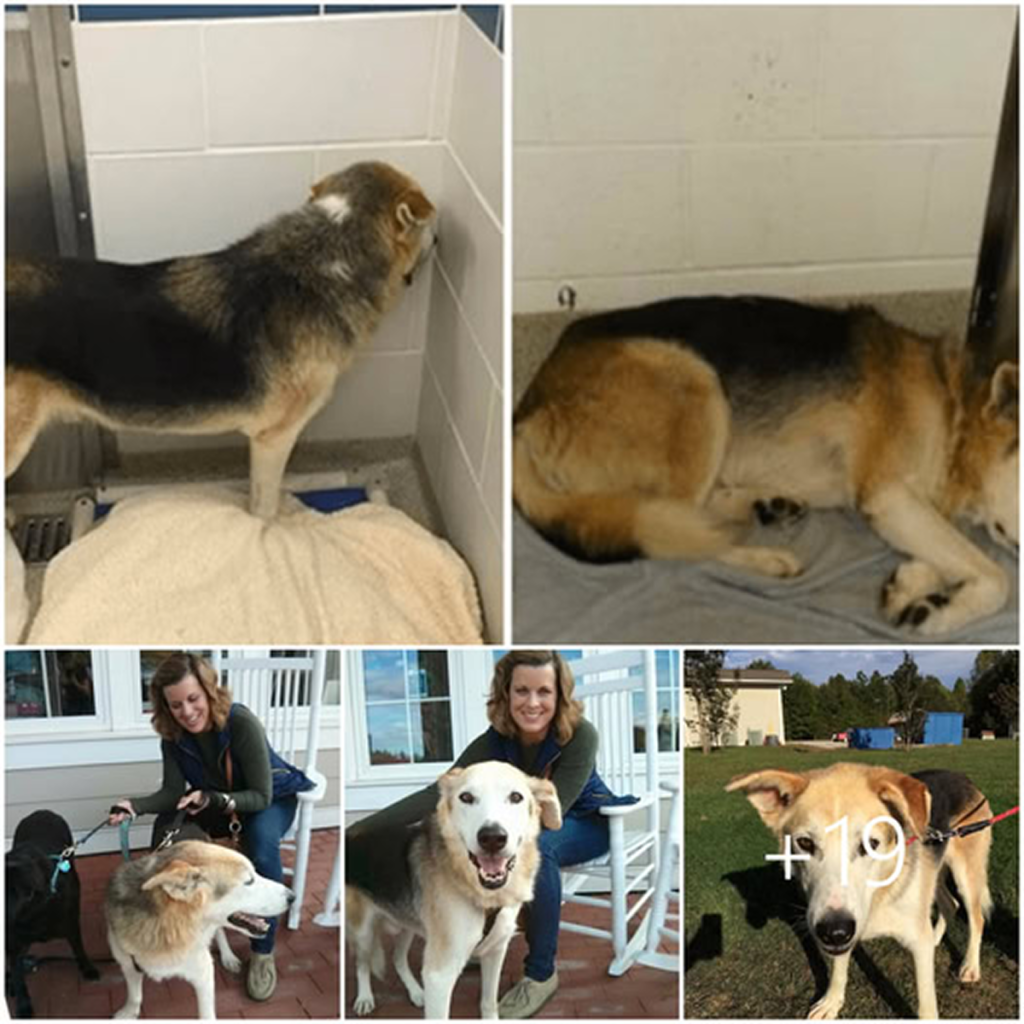 A neglected old dog, who used to gaze out sorrowfully from behind the shelter bars, has at last found the forever home filled with love he always dreamed of. -dtht