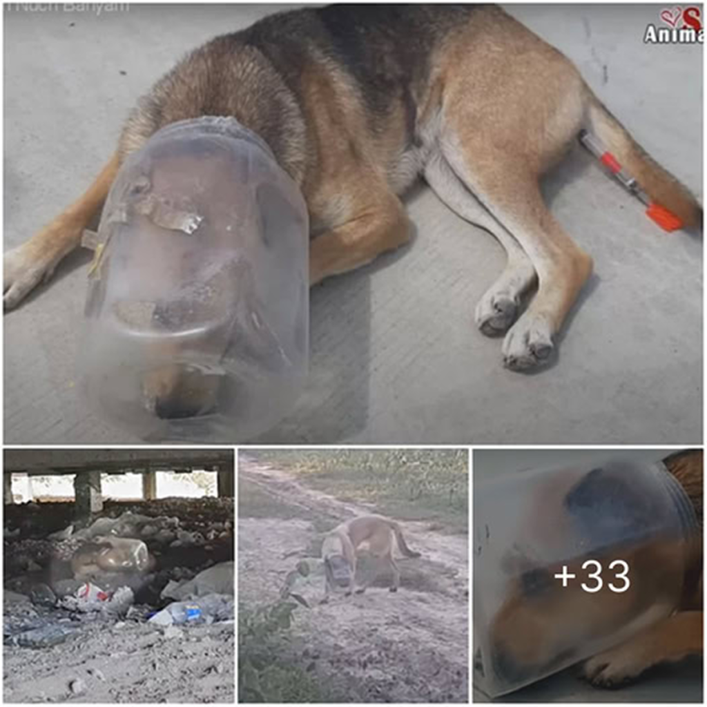 A severely fatigued dog with a jar trapped on its head collapsed, gasping for air in a desperate fight to survive -ltbl