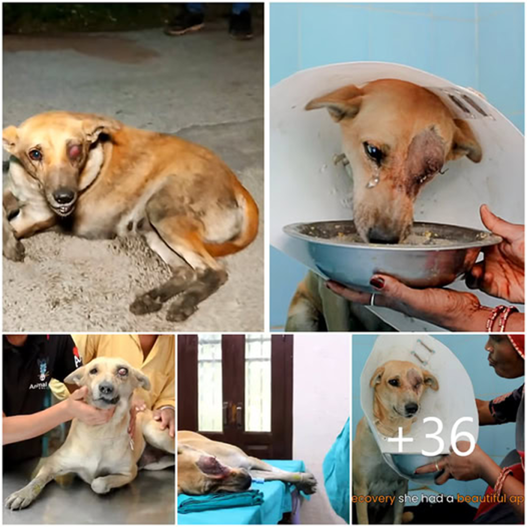 A stray dog with a ruptured eye, injured and alone, experiences love and compassion for the first time through a gentle, healing touch -ltbl