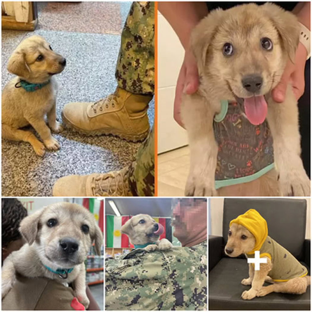 A stray puppy accidentally wanders into a highly classified military base... and ends up transforming a soldier’s life completely. -dtht