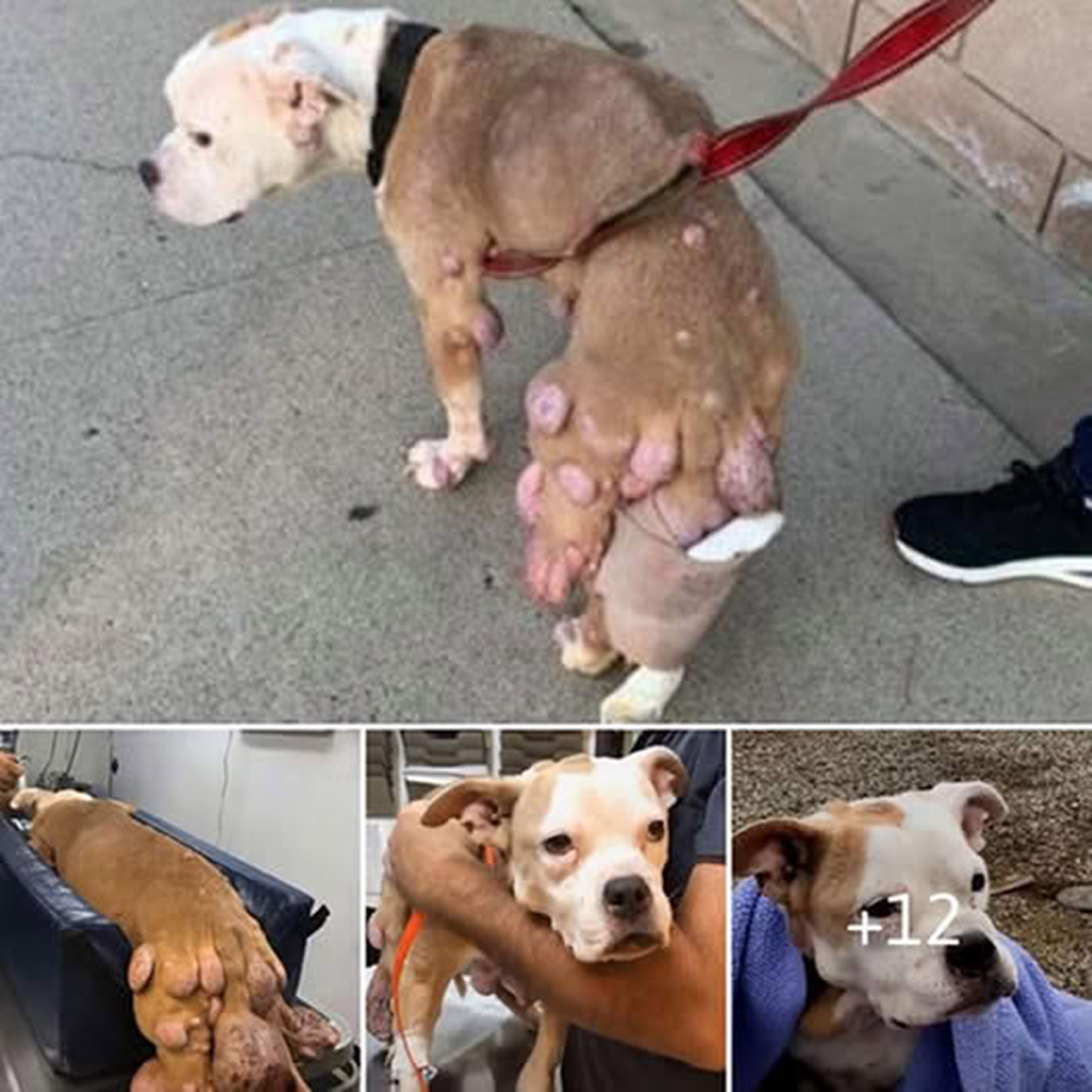 A touching tale of a stray dog that triumphed over numerous massive tumors covering its body.dvh