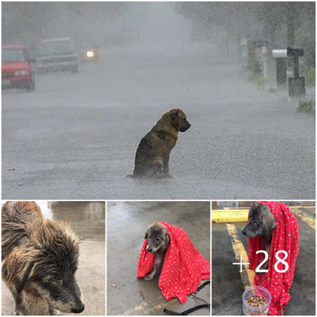 Abandoned and shivering in the rain, the dog was too heartbroken to move.dvh