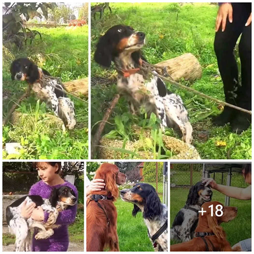 Abandoned by heartless people, a dog is tied to a tree by its cruel owner instead of being rescued. Luckily, a kind person brought him home and took care of him.dvh