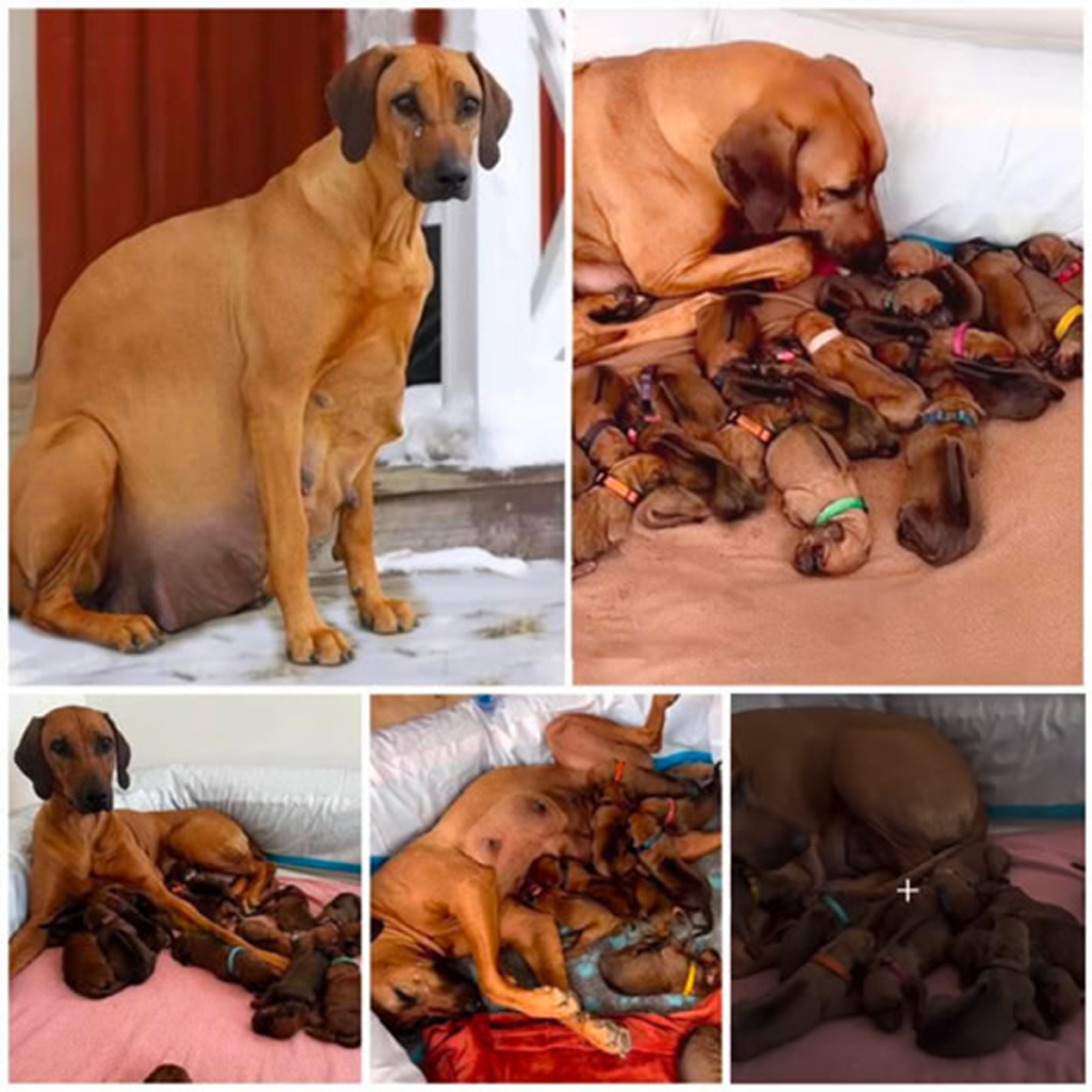 Abandoned in the freezing cold, a brave pregnant dog overcomes every hardship to deliver 15 tiny puppies, proving the incredible strength of a mother’s love and resilience -ltbl