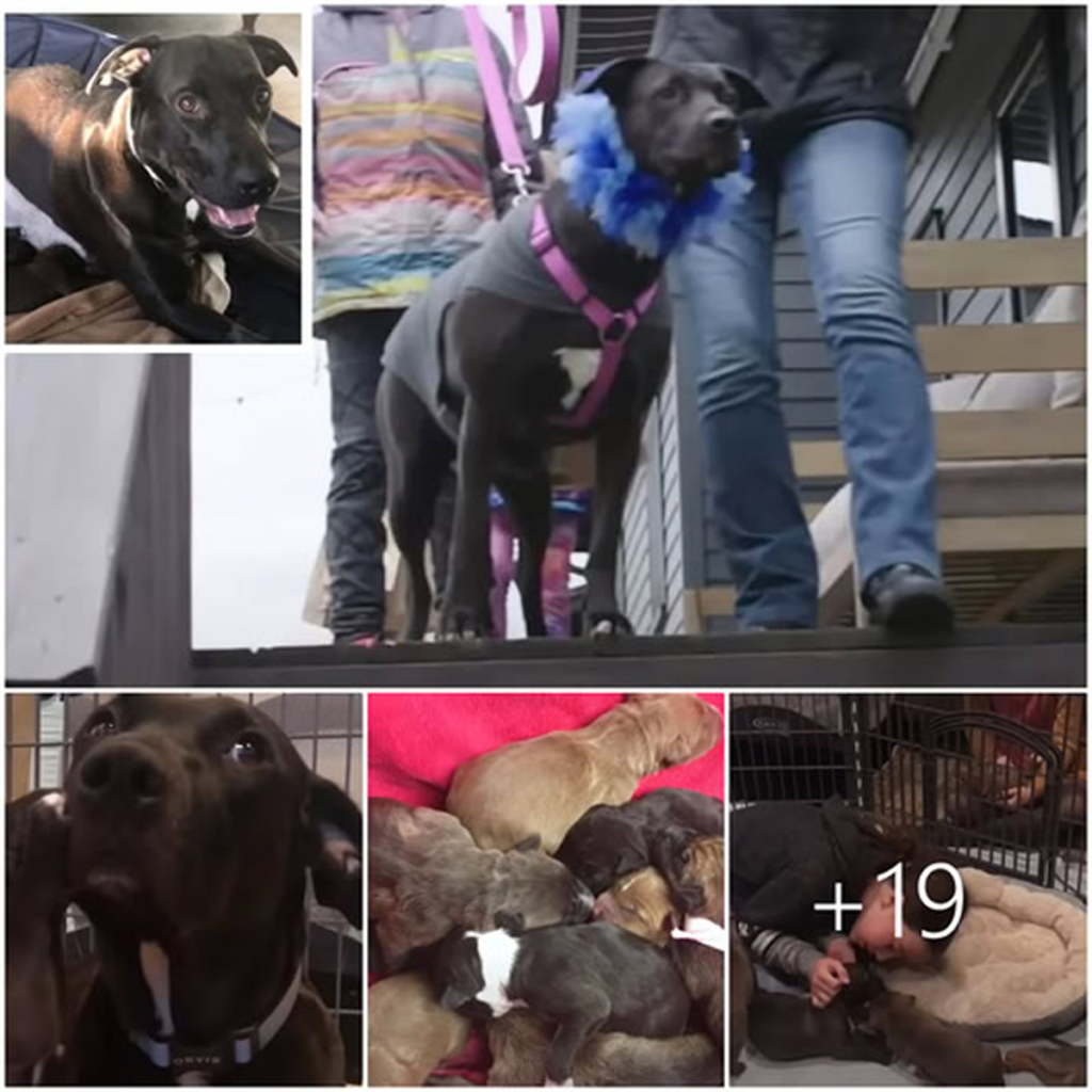 After being apart for nearly a year, a mother dog is finally reunited with her 12 puppies—her sheer joy moves everyone to tears -ltbl