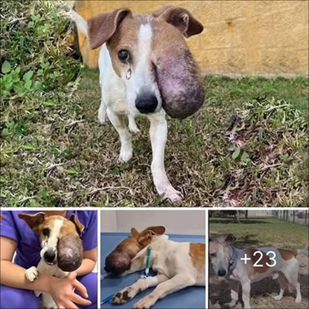 After facing countless obstacles, Chifa’s story stands as a touching reminder of compassion and fresh starts. And today, we celebrate Chifa’s birthday! 🎉 Sending warm wishes for a day filled with love and joy.dvh