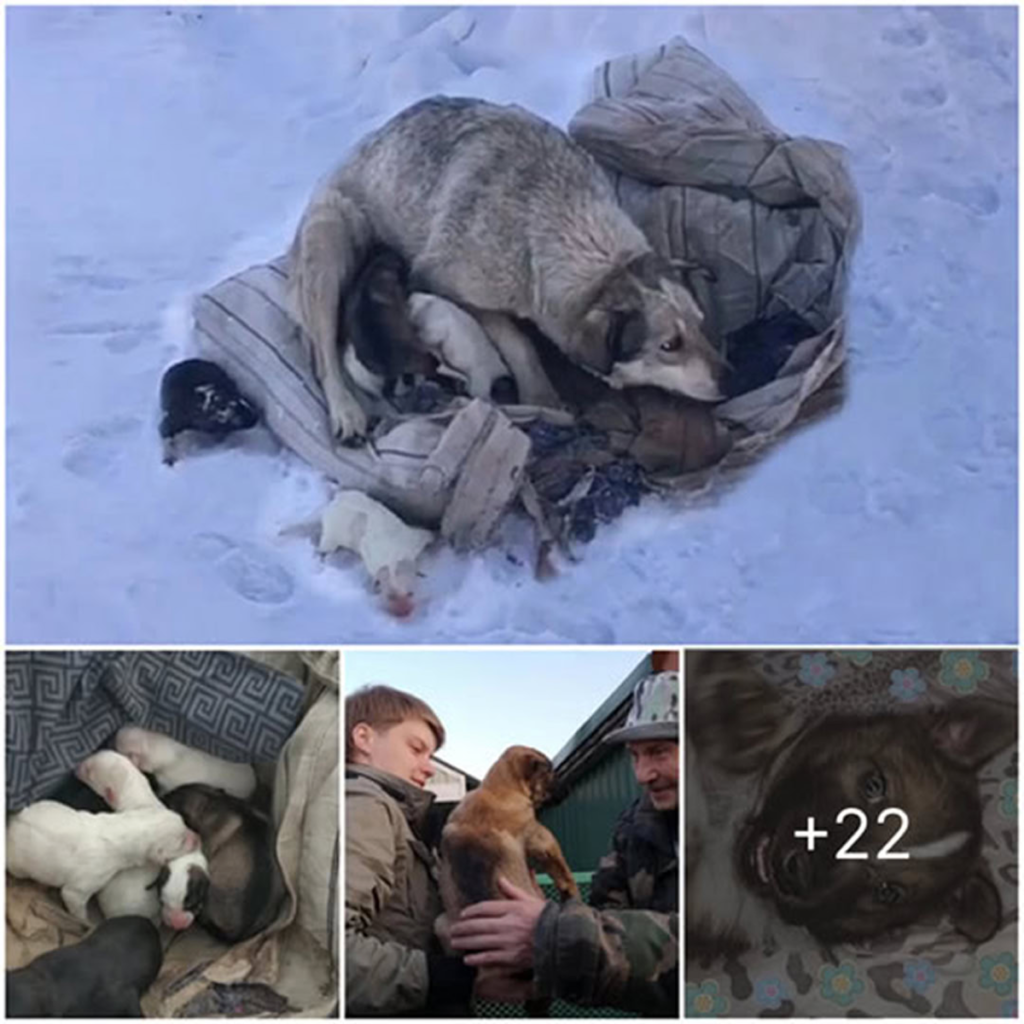 Amid freezing winds, an exhausted mother dog clings to life while shielding her ten newborn pups, her eyes silently begging for a miracle-pvth