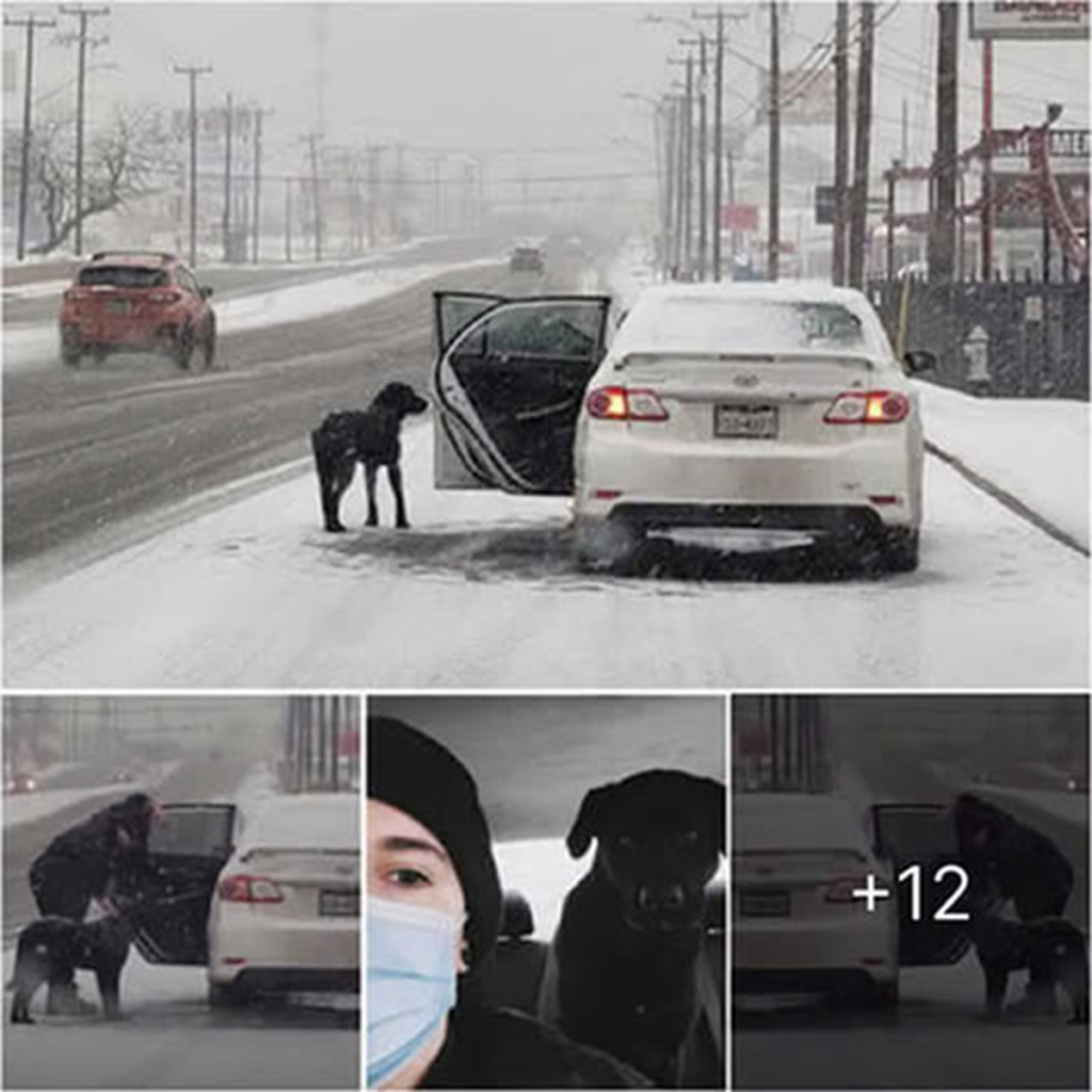 Amidst the icy wilderness, a compassionate woman rescues a shivering dog, enveloping him in warmth and security just in time.dvh