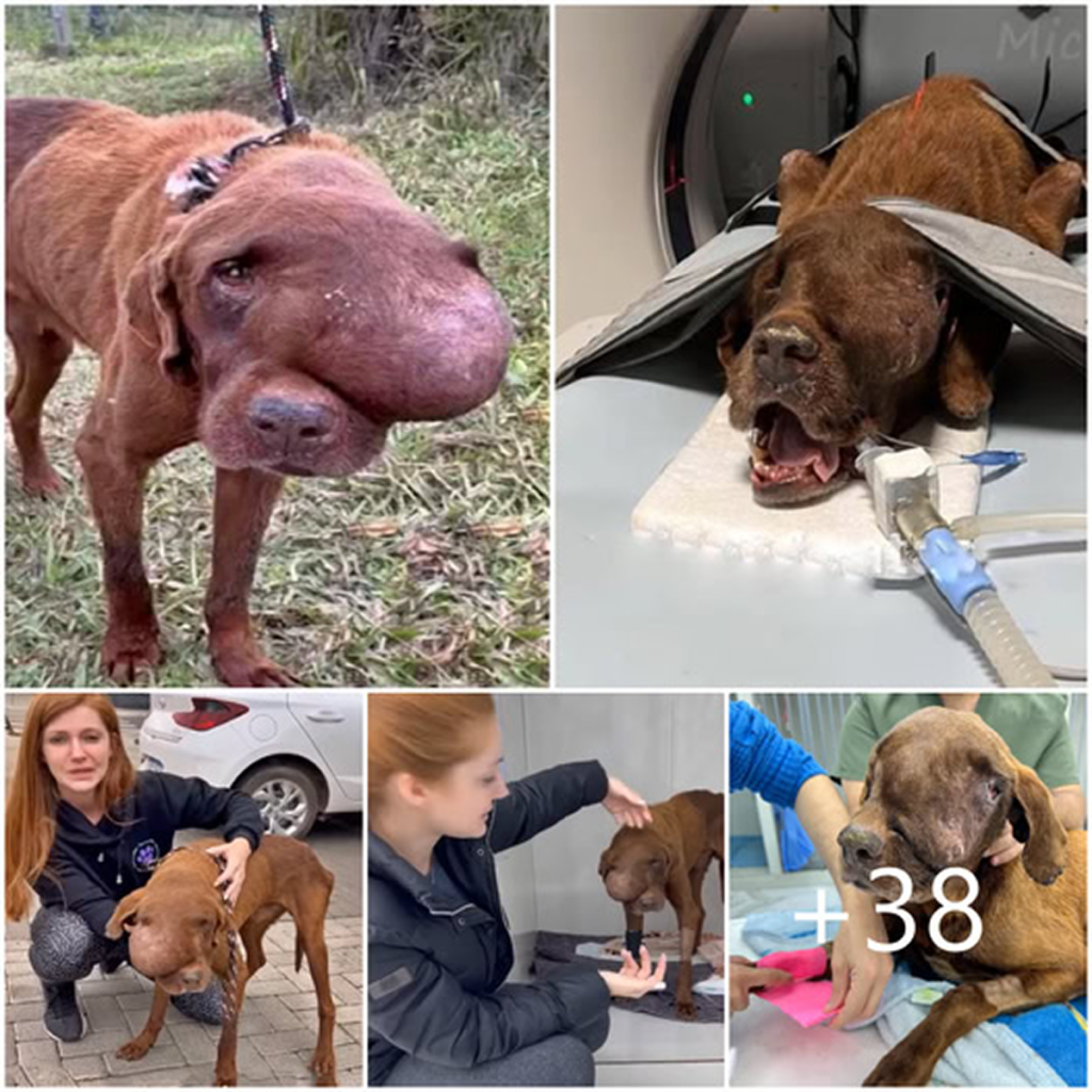 An Amazing Story of a Stray Dog's Triumphant Recovery.dvh
