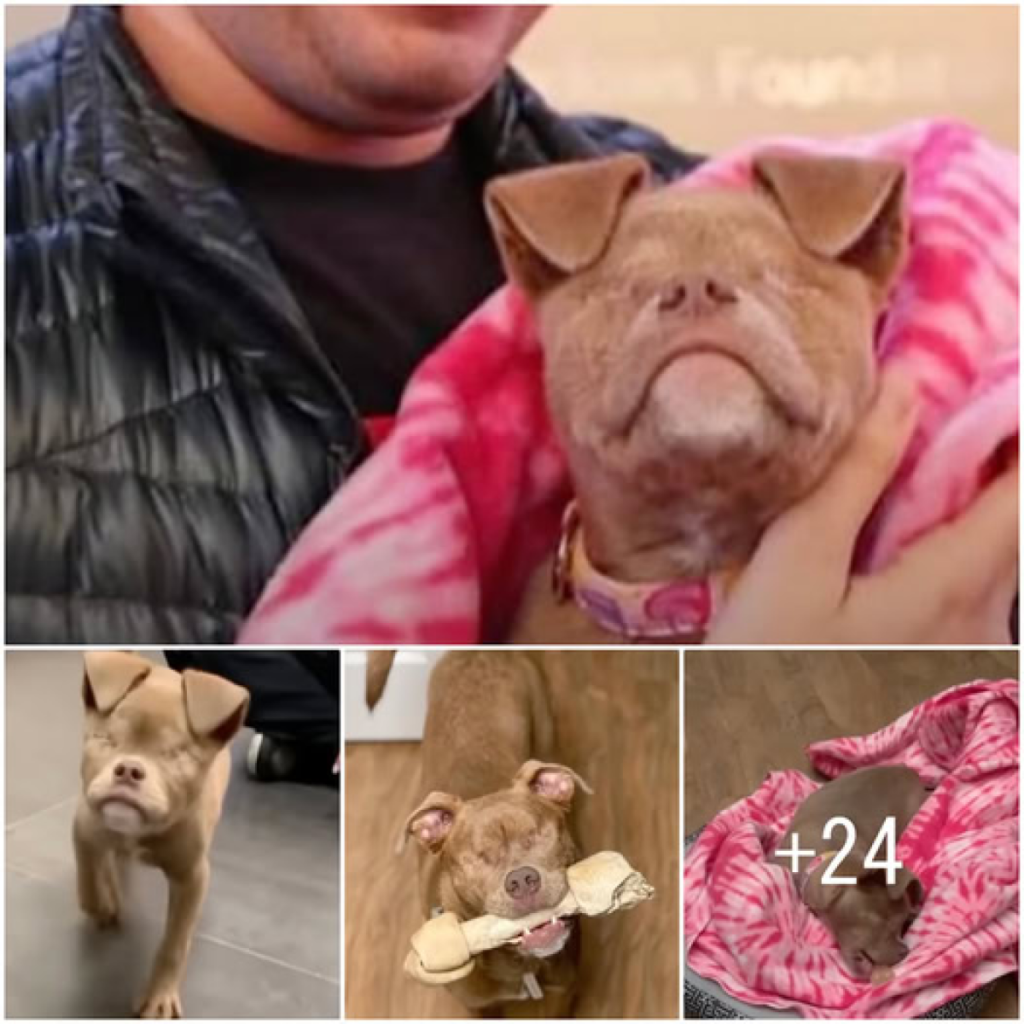 Blind and all alone, the tiny puppy’s life changes forever when he meets the best friend he didn’t know he was missing -ltbl