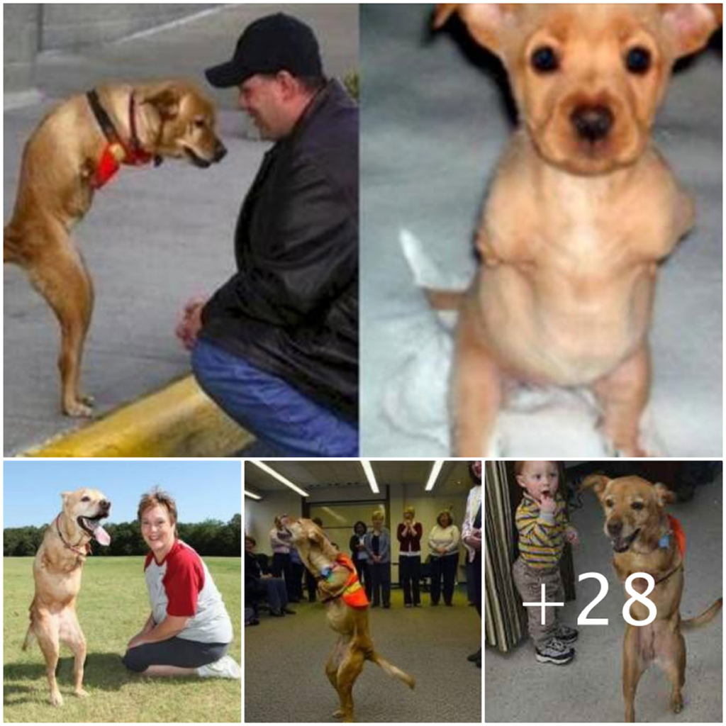 Cast out by a heartless owner for simply being different, the brave two-legged dog now inspires countless hearts with her unbreakable spirit-pvth
