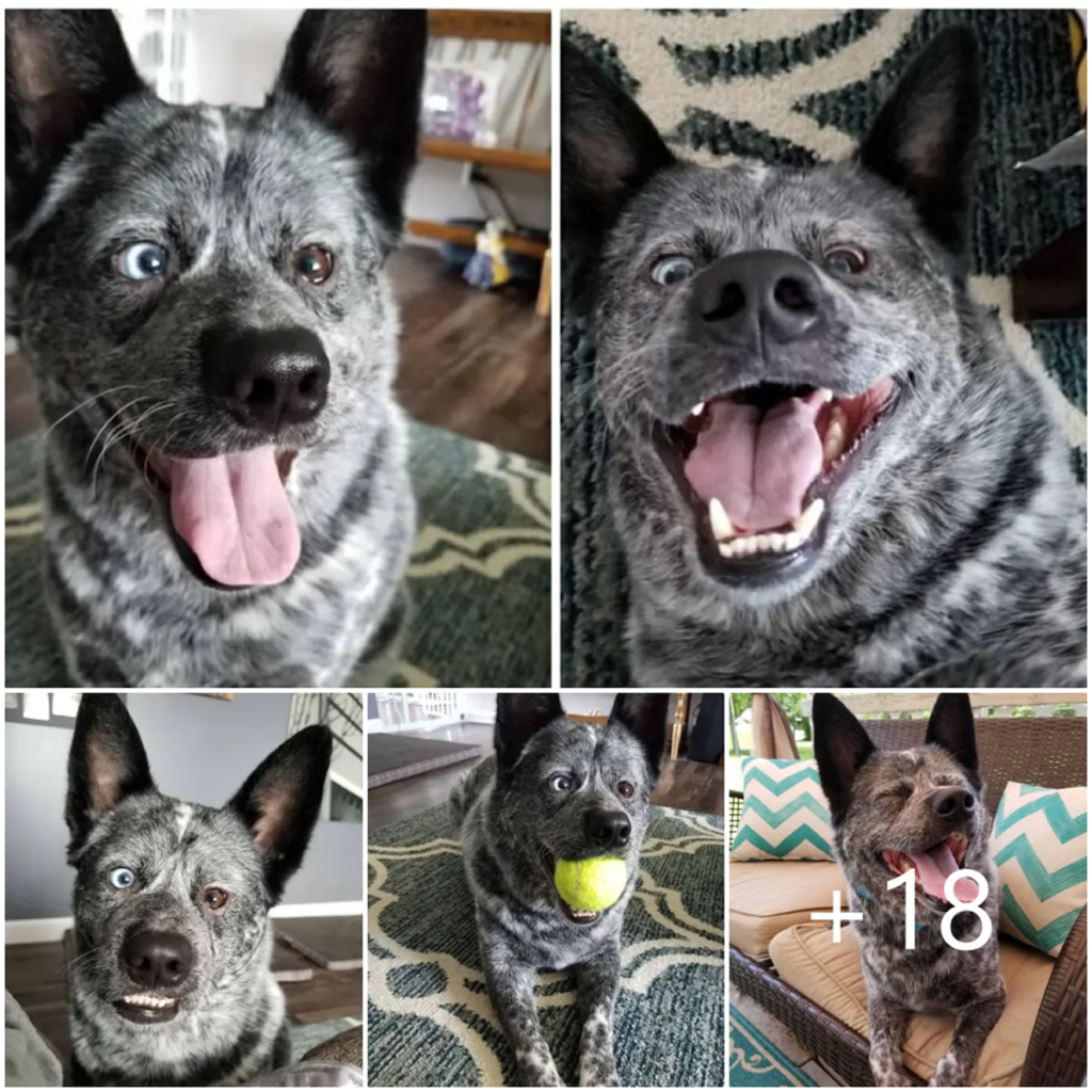 Dog Born Without Parts of His Brain Escapes Euthanasia and Now Spreads Joy as the “Happiest Pup Alive"-pvth